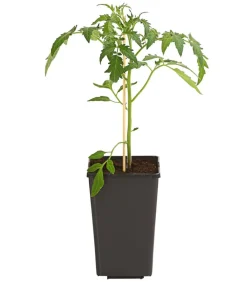 Dehner Ochsenherztomate 'Fleurette' Rot Best