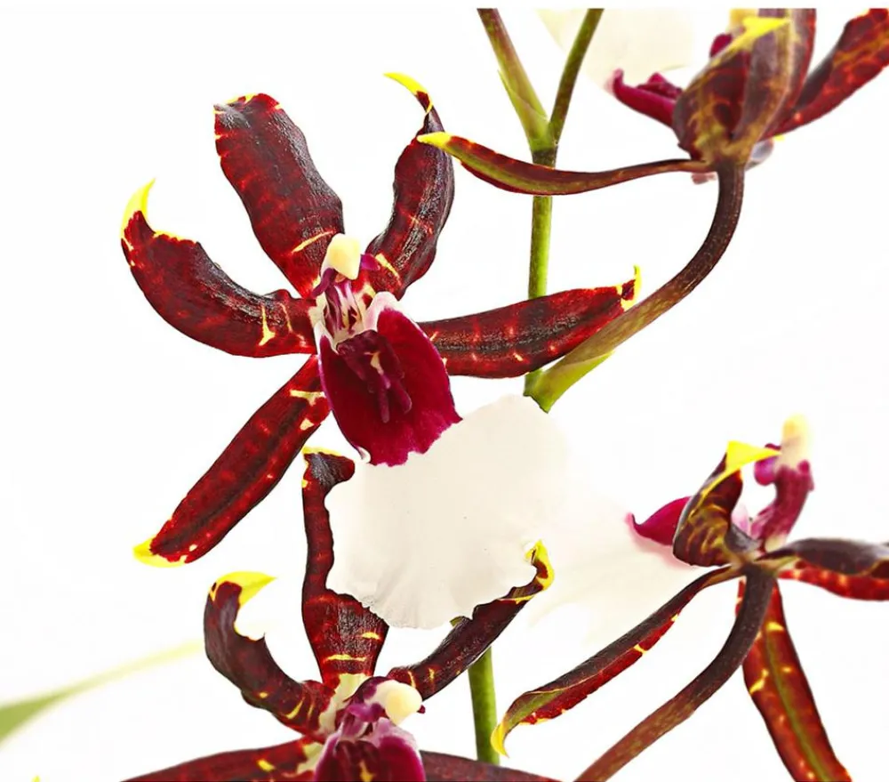 Dehner Orchideen > Odontonia-Orchidee - Odontonia hybriden 'Samurai'