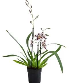 Dehner Odontonia-Orchidee - Odontonia hybriden 'Carla' Hot