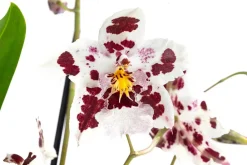 Dehner Odontonia-Orchidee - Odontonia hybriden 'Carla' Hot