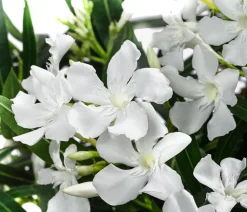 Dehner Terrassenpflanzen|Hibiskus & Oleander - Oleander, Busch Weiß