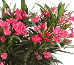 Dehner Terrassenpflanzen|Hibiskus & Oleander > Oleander, Busch