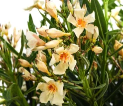 Dehner Terrassenpflanzen|Hibiskus & Oleander > Oleander, Busch