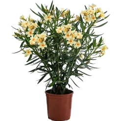 Dehner Terrassenpflanzen|Hibiskus & Oleander > Oleander, Busch