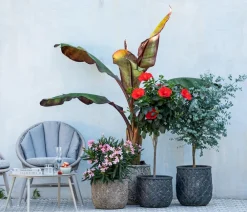 Dehner Oleander, Busch Rosa