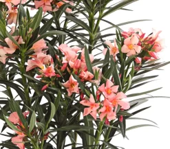 Dehner Oleander, Busch Apricot Best