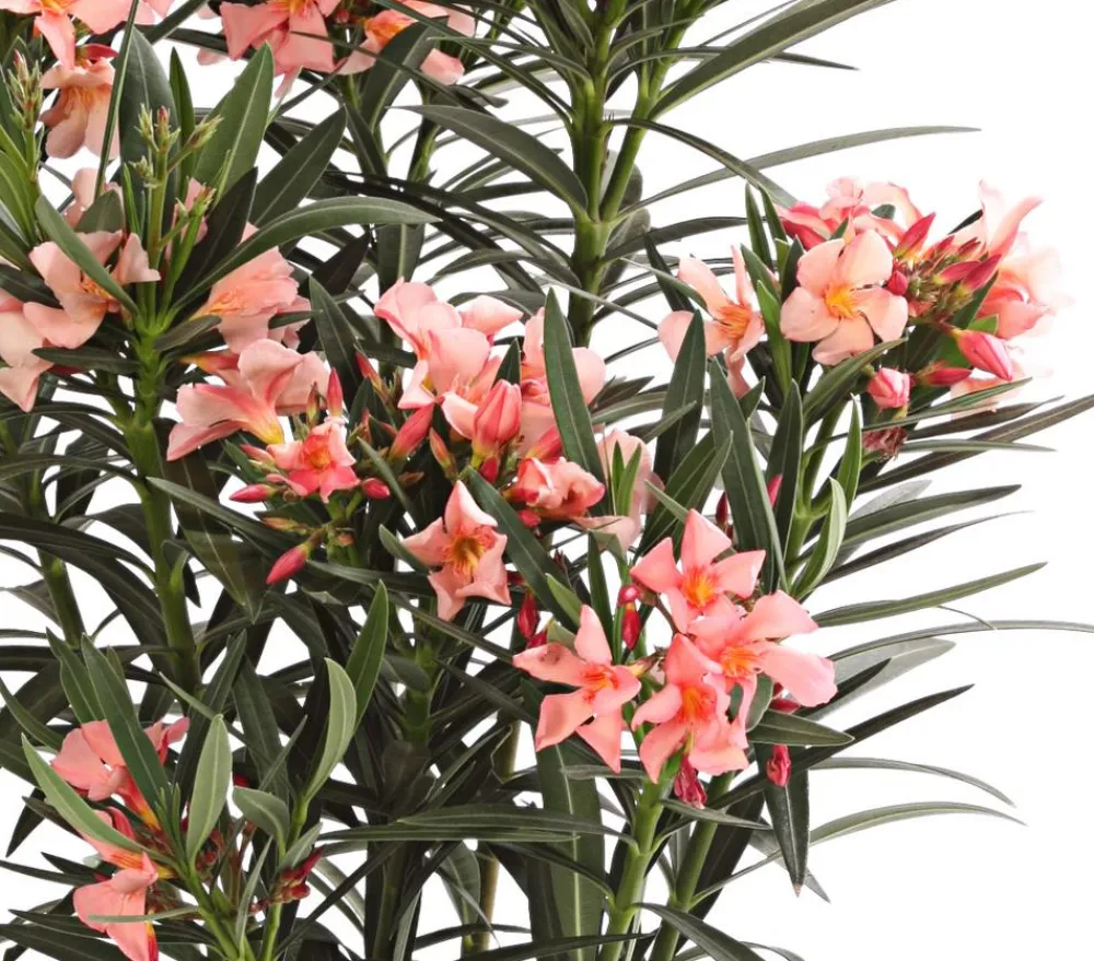 Dehner Oleander, Busch Apricot Best