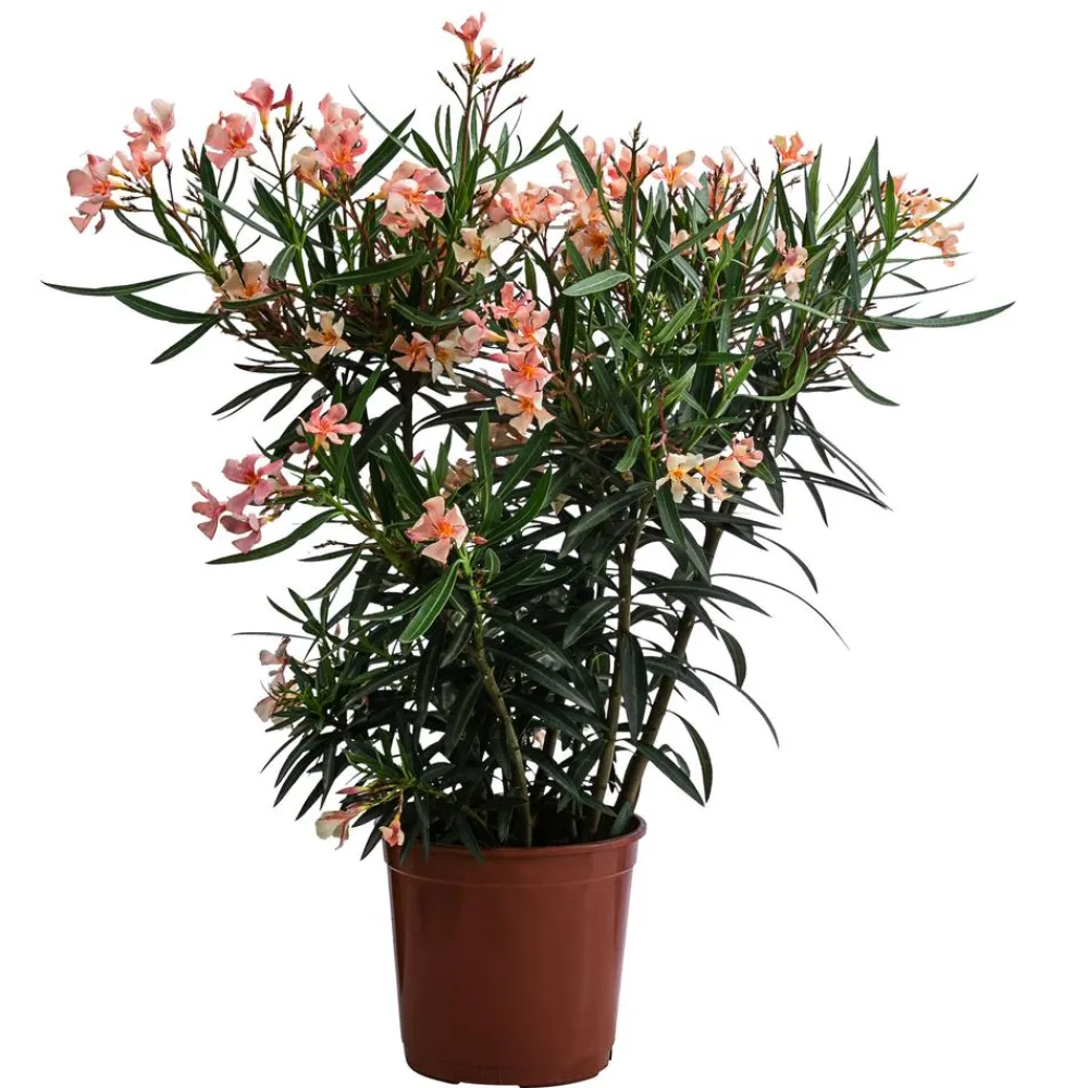 Dehner Oleander, Busch Apricot Best
