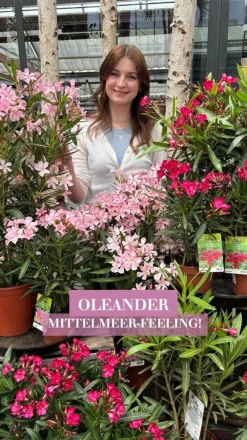 Dehner Oleander, Busch Apricot Best