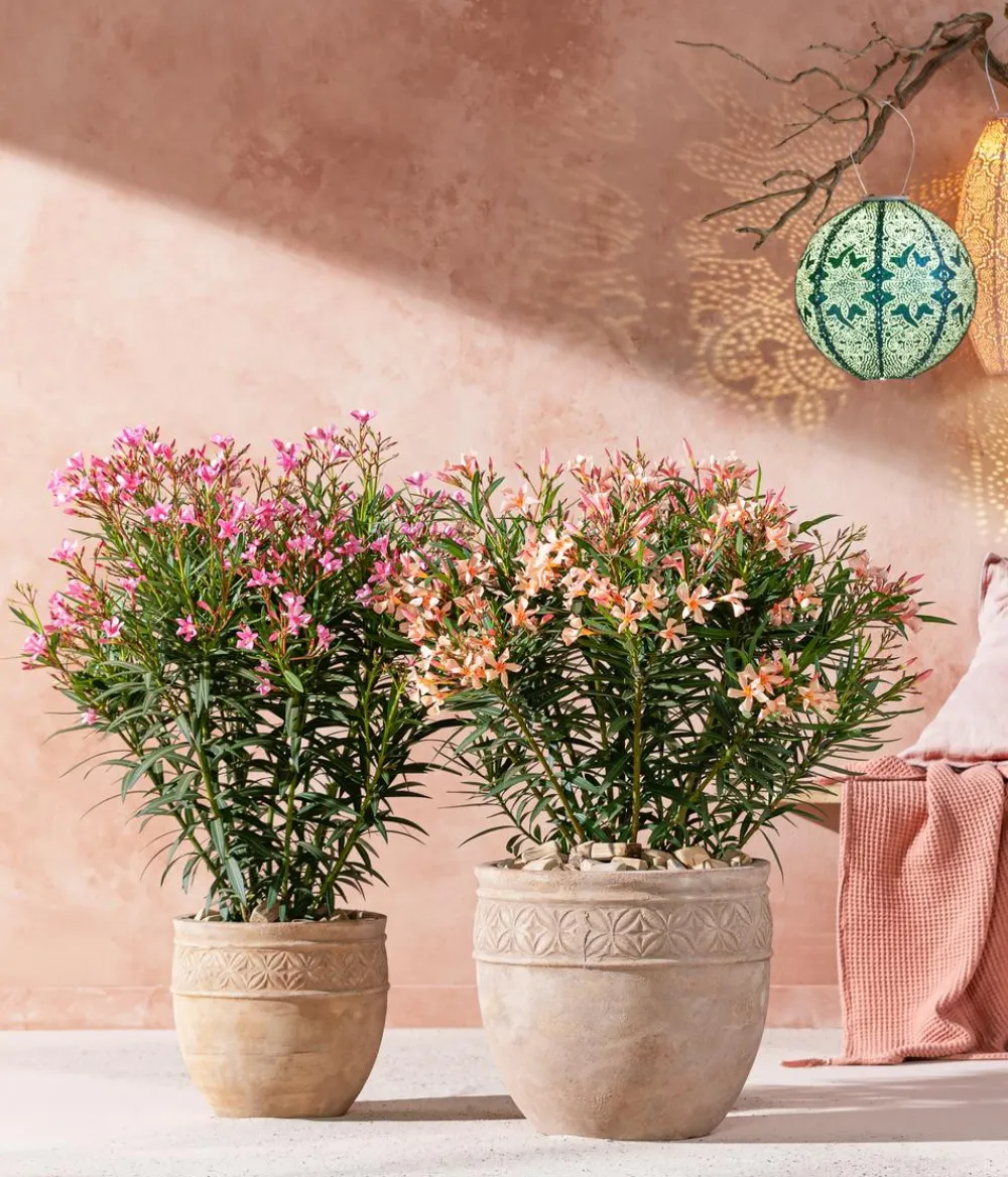 Dehner Oleander, Busch Apricot Best