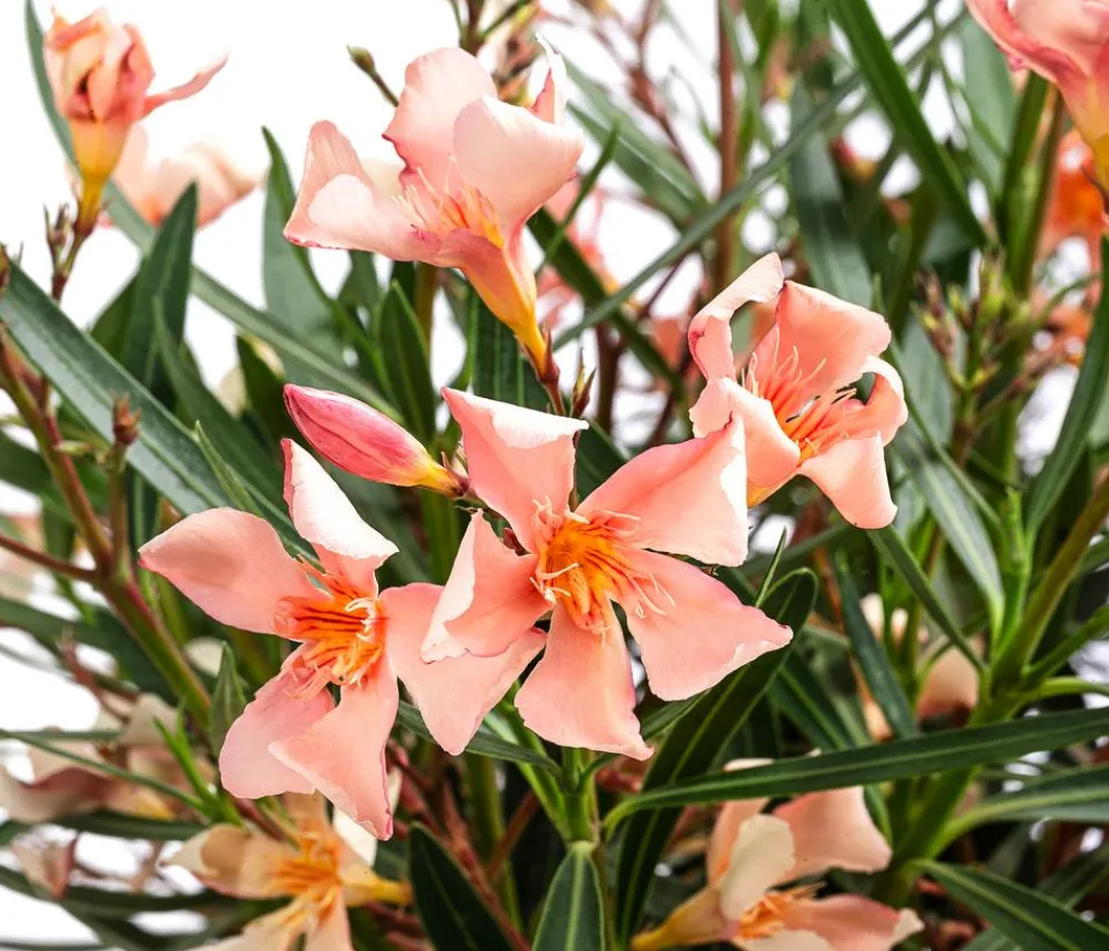 Dehner Oleander, Busch Apricot Best