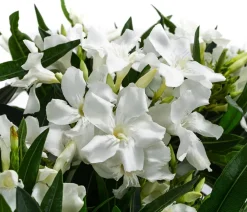 Dehner Terrassenpflanzen|Hibiskus & Oleander - Oleander, Busch Weiß