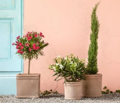 Dehner Terrassenpflanzen|Hibiskus & Oleander - Oleander, Busch Weiß