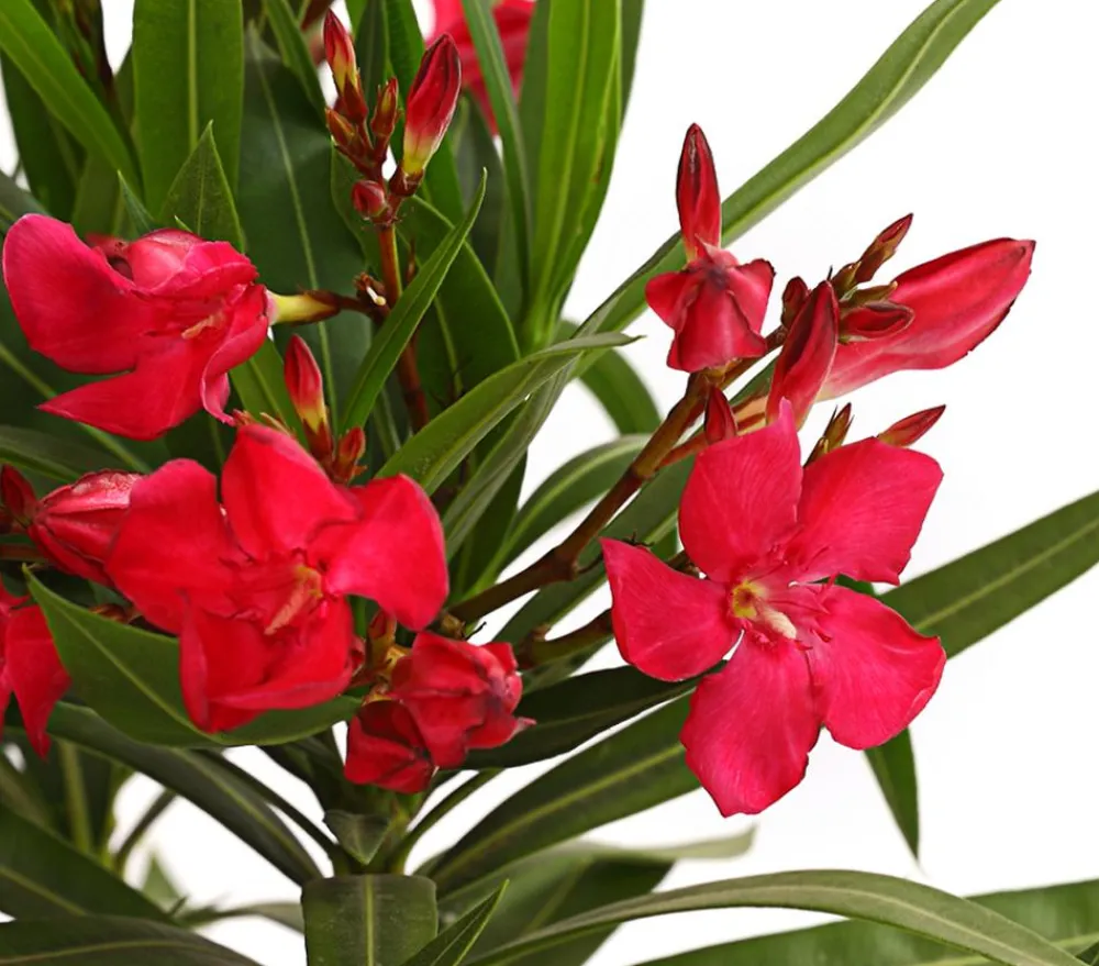 Dehner Terrassenpflanzen|Hibiskus & Oleander - Oleander, Busch Rot