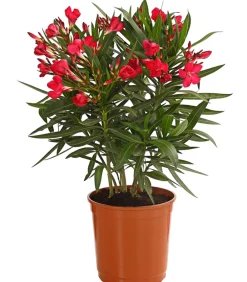 Dehner Terrassenpflanzen|Hibiskus & Oleander - Oleander, Busch Rot
