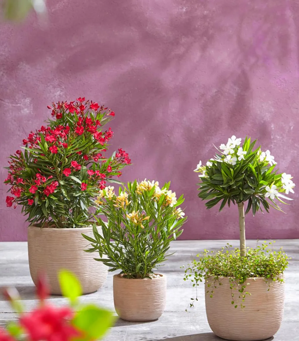 Dehner Terrassenpflanzen|Hibiskus & Oleander - Oleander, Busch Rot