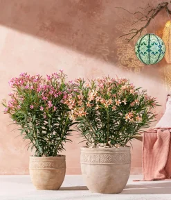 Dehner Terrassenpflanzen|Hibiskus & Oleander - Oleander, Busch Apricot