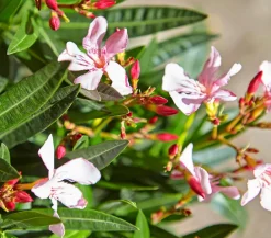 Dehner Terrassenpflanzen|Hibiskus & Oleander > Oleander, Busch, verschiedene Farben