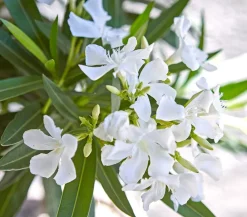Dehner Terrassenpflanzen|Hibiskus & Oleander > Oleander, Busch, verschiedene Farben