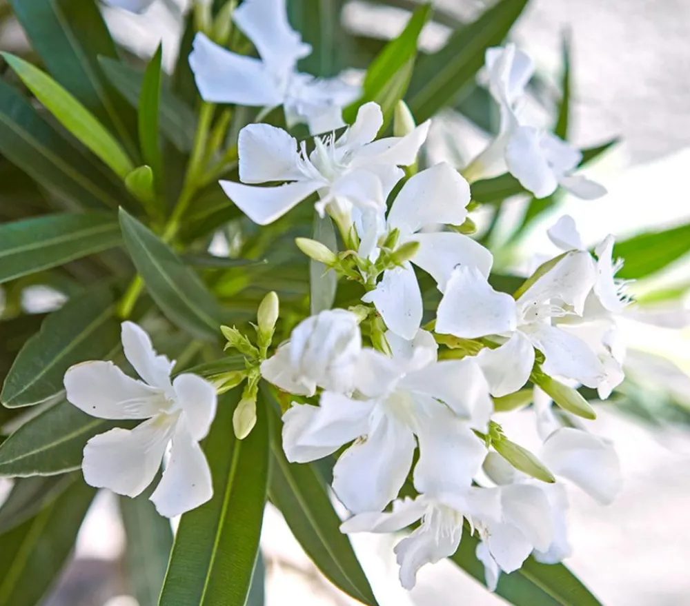 Dehner Terrassenpflanzen|Hibiskus & Oleander > Oleander, Busch, verschiedene Farben