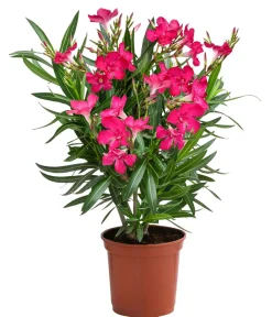 Dehner Terrassenpflanzen|Hibiskus & Oleander > Oleander, Busch, verschiedene Farben