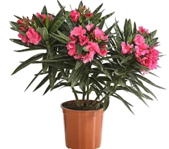 Dehner Terrassenpflanzen|Hibiskus & Oleander > Oleander, gefüllt