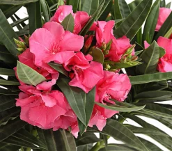 Dehner Terrassenpflanzen|Hibiskus & Oleander > Oleander, gefüllt
