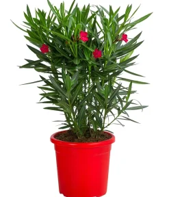 Dehner Hibiskus & Oleander - Oleander 'Jannoch' Rot