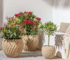 Dehner Hibiskus & Oleander - Oleander 'Jannoch' Rot