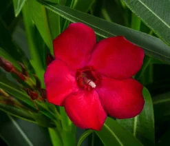 Dehner Hibiskus & Oleander - Oleander 'Jannoch' Rot