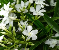 Dehner Terrassenpflanzen|Hibiskus & Oleander > Oleander, Solitärbusch