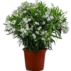Dehner Terrassenpflanzen|Hibiskus & Oleander > Oleander, Solitärbusch