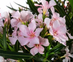 Dehner Oleander, Solitärbusch Rosa Hot