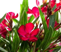 Dehner Terrassenpflanzen|Hibiskus & Oleander - Oleander, Solitärbusch Rot