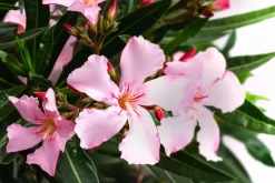 Dehner Terrassenpflanzen|Hibiskus & Oleander > Oleander, Solitärbusch, verschiedene Farben