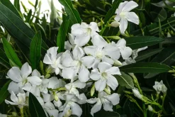 Dehner Terrassenpflanzen|Hibiskus & Oleander > Oleander, Solitärbusch, verschiedene Farben