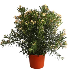 Dehner Terrassenpflanzen|Hibiskus & Oleander > Oleander, Solitärbusch, verschiedene Farben