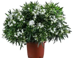 Dehner Terrassenpflanzen|Hibiskus & Oleander > Oleander, Solitärbusch, verschiedene Farben