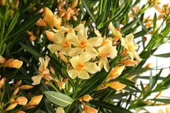 Dehner Terrassenpflanzen|Hibiskus & Oleander > Oleander, Solitärbusch, verschiedene Farben