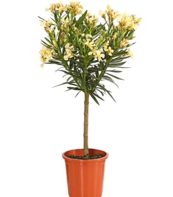 Dehner Terrassenpflanzen|Hibiskus & Oleander > Oleander, Stämmchen, verschiedene Farben