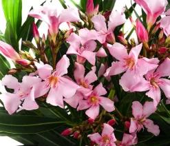 Dehner Terrassenpflanzen|Hibiskus & Oleander > Oleander, Stämmchen, verschiedene Farben