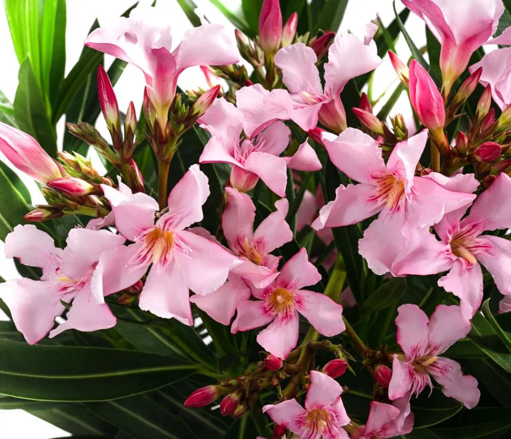 Dehner Terrassenpflanzen|Hibiskus & Oleander > Oleander, Stämmchen, verschiedene Farben