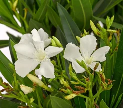 Dehner Terrassenpflanzen|Hibiskus & Oleander > Oleander, Stämmchen, verschiedene Farben