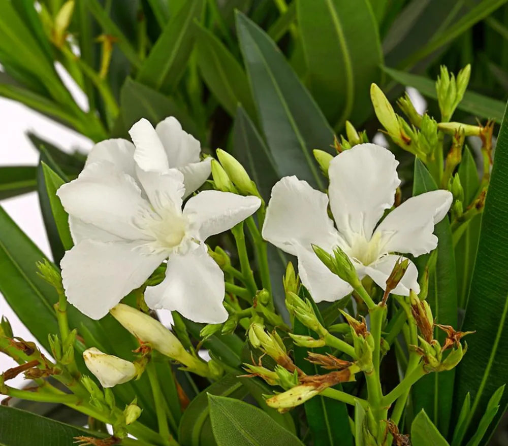 Dehner Terrassenpflanzen|Hibiskus & Oleander > Oleander, Stämmchen, verschiedene Farben