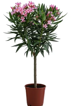Dehner Terrassenpflanzen|Hibiskus & Oleander > Oleander, Stämmchen, verschiedene Farben
