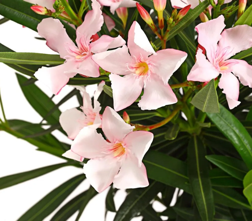 Dehner Oleander, Stämmchen, verschiedene Farben New