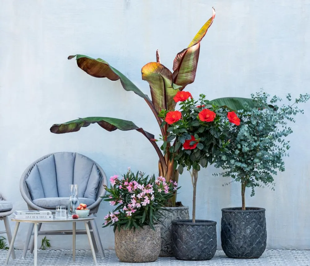 Dehner Oleander, Stämmchen, verschiedene Farben New