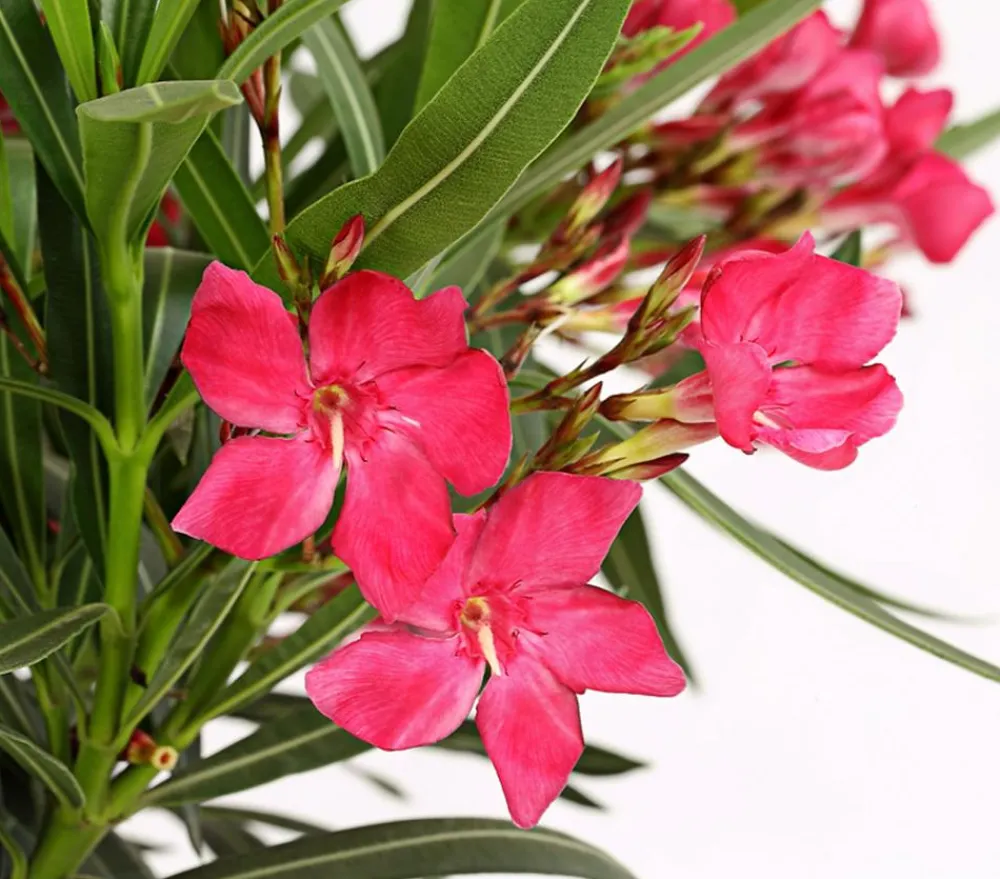 Dehner Oleander, Stämmchen, verschiedene Farben New