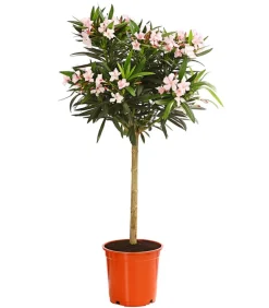 Dehner Oleander, Stämmchen, verschiedene Farben New