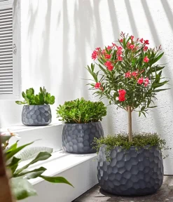 Dehner Oleander, Stämmchen, verschiedene Farben New